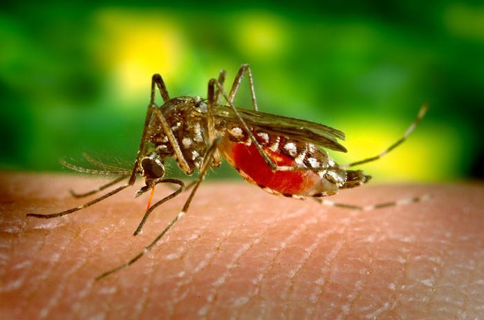 How To Protect Yourself From Zika And Dengue